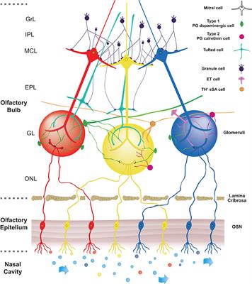 Unraveling the Role of Dopaminergic and Calretinin Interneurons in the Olfactory Bulb